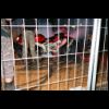 MFG_Tewel_Friends_Sommertreffen_2006_49.jpg